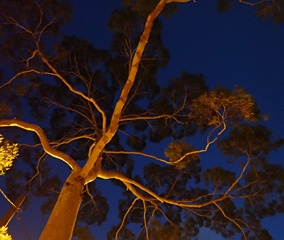 PB241511a.jpg